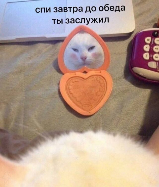 Скрины из соцсетей