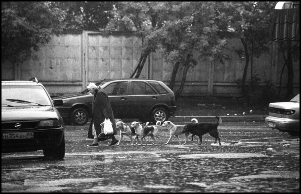 Собачья жизнь. ч.1