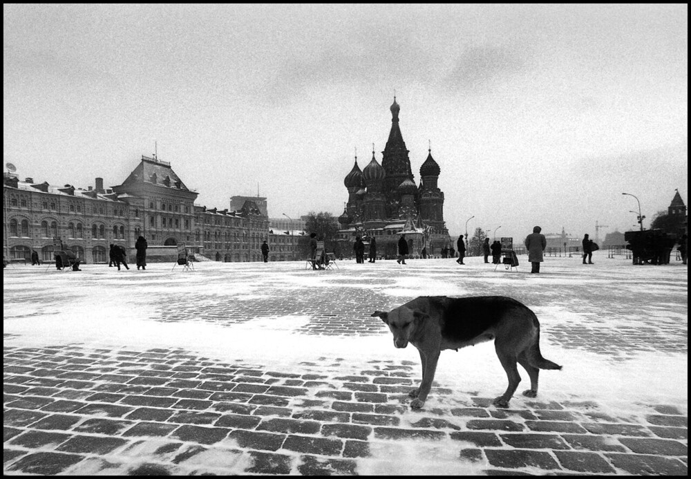 Собачья жизнь. ч.2