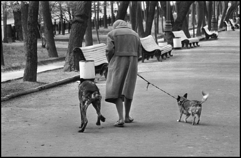 Собачья жизнь. ч.2