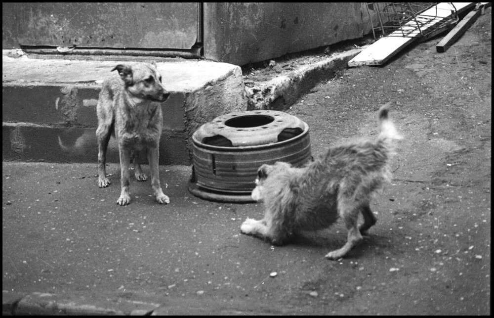 Собачья жизнь. ч.2