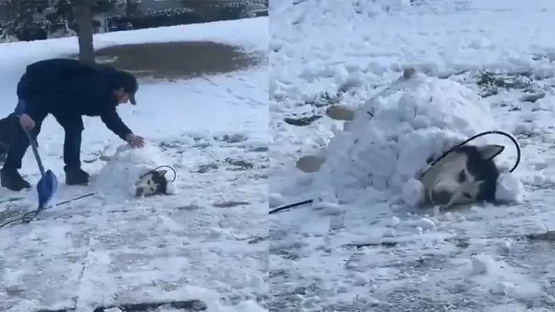 Пёс позволил хозяину себя закопать