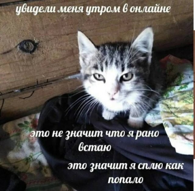Скрины из соцсетей 