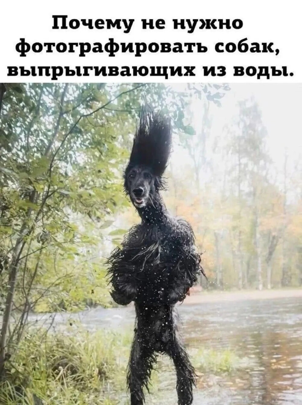 Большая тарелка улыбатора