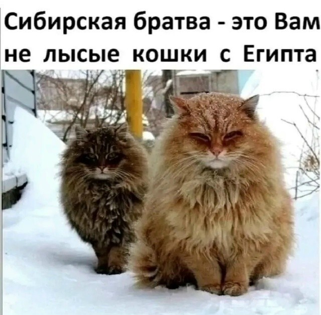 Большая тарелка улыбатора