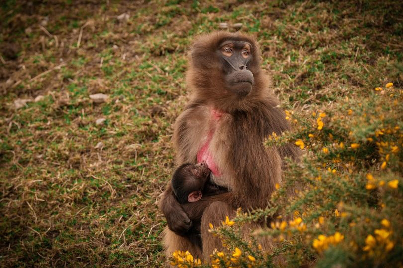Гелада: грива, клыки и вечные кровавые разборки