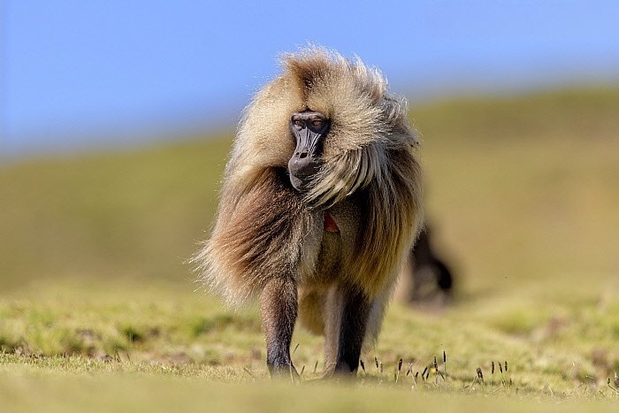 Гелада: грива, клыки и вечные кровавые разборки