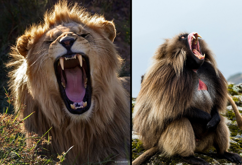 Гелада: грива, клыки и вечные кровавые разборки