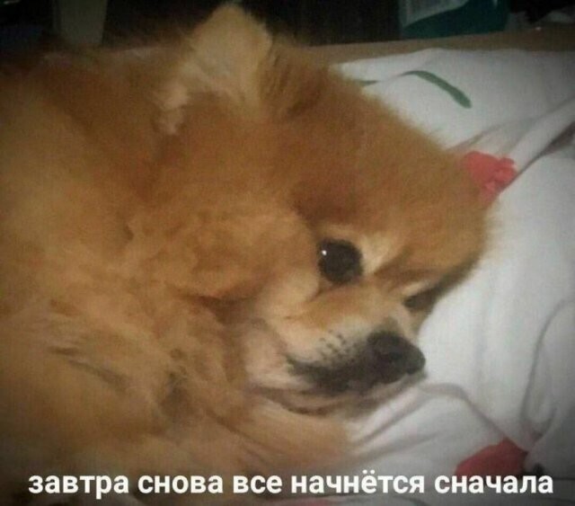 Скрины из соцсетей