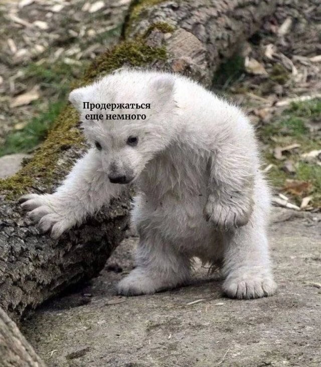Скрины из соцсетей