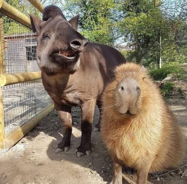 Намешалось