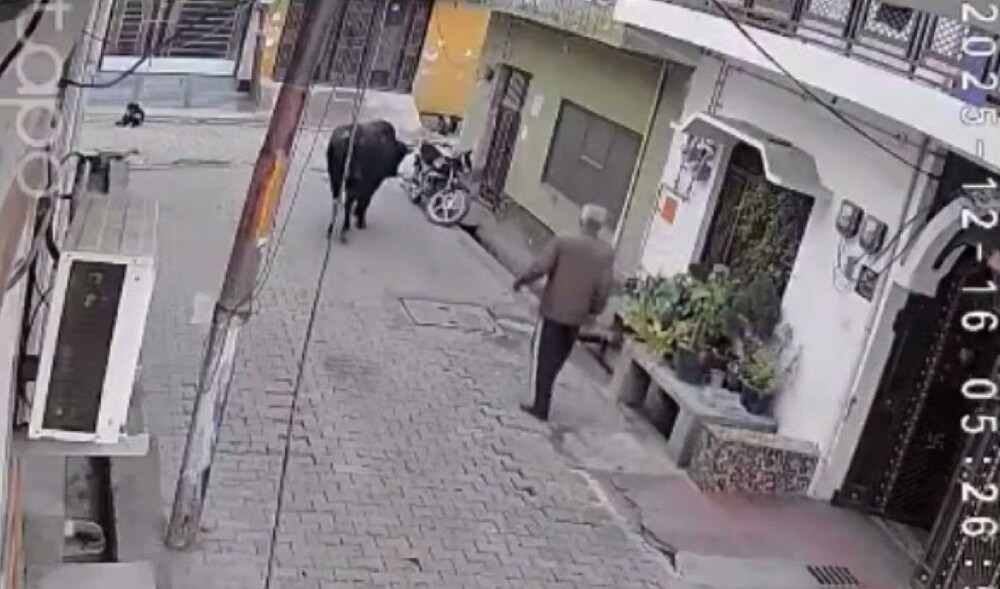 Дед напал на быка и был наказан
