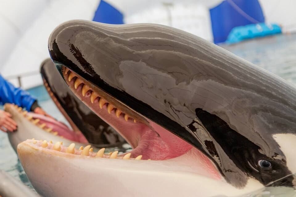 Косатка: убийцы синих китов и белых акул