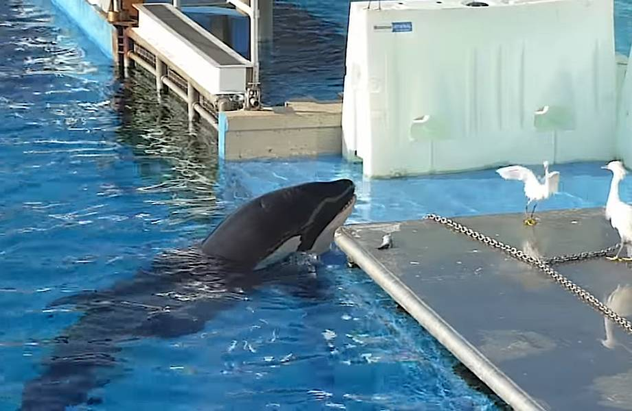 Косатка: убийцы синих китов и белых акул