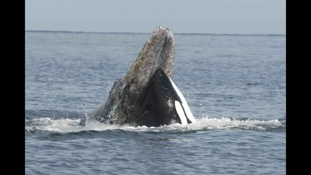 Косатка: убийцы синих китов и белых акул