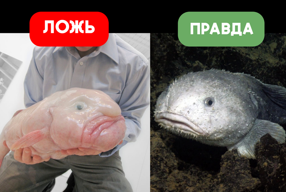 Рыба-капля: почти все фото с ней — фейк