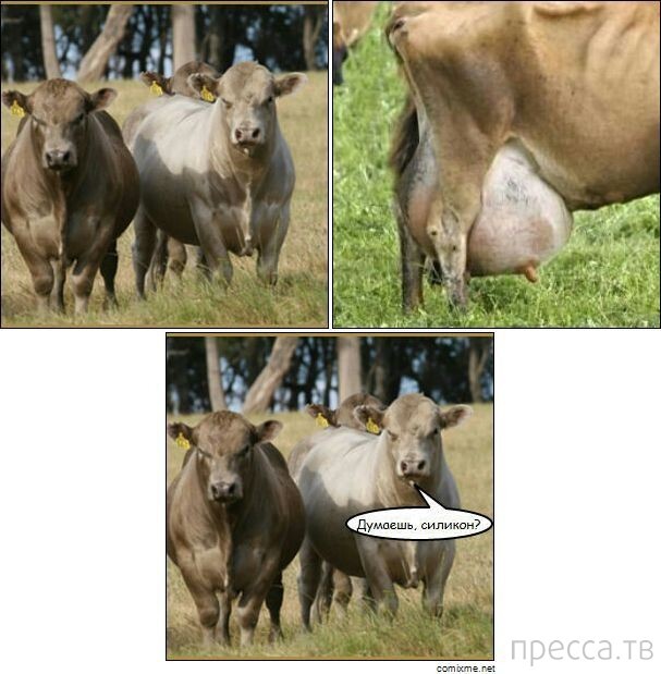 Смешные картинки
