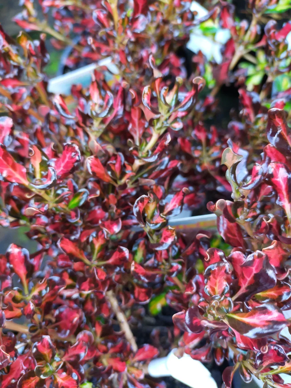 В Бразилии нашли природное средство от остеоартрита