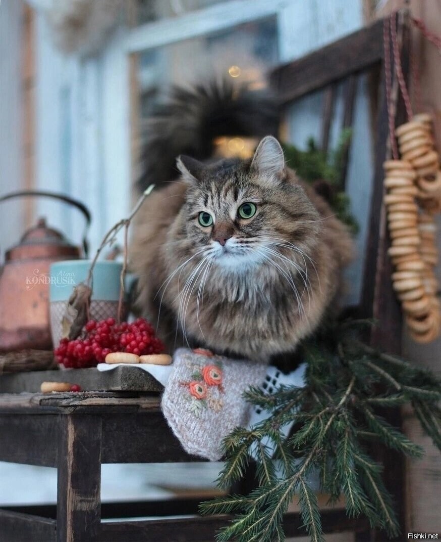 Солянка