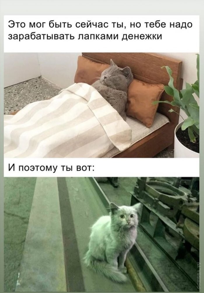 Смешные картинки