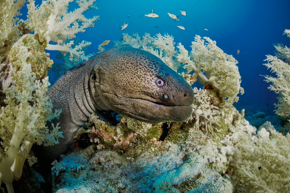 Гигантская мурена