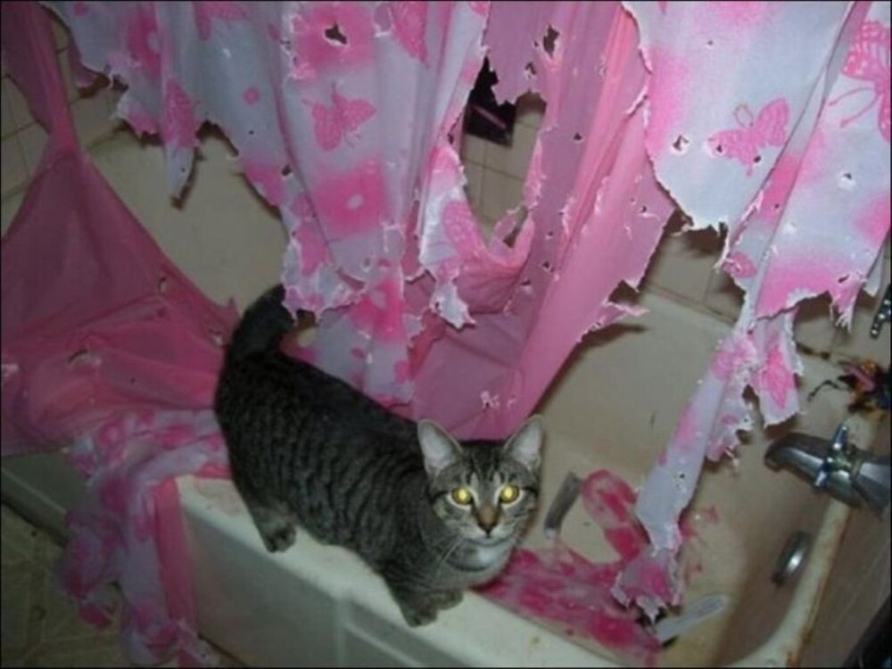 2. Красота от кота