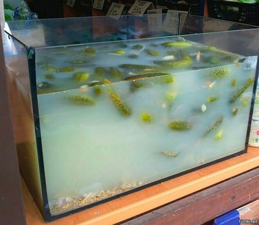 Солянка