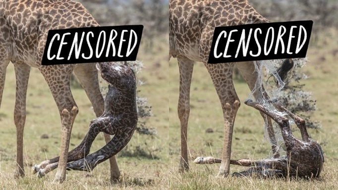 Жираф: 5 секретов гиганта