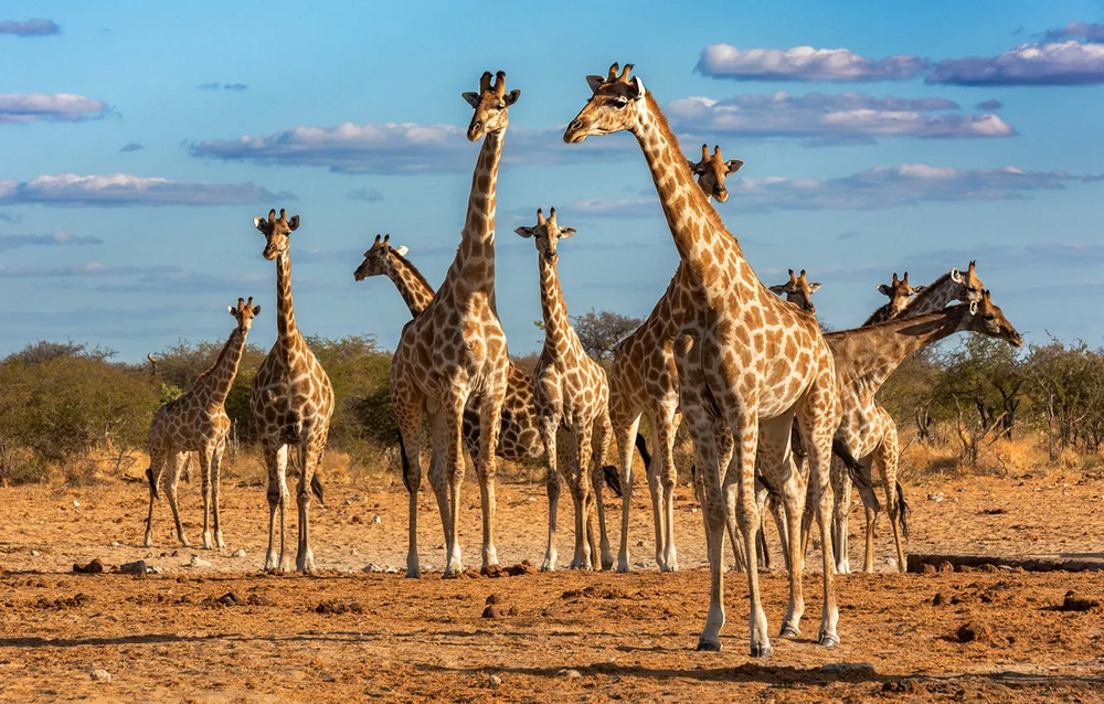 Жираф: 5 секретов гиганта