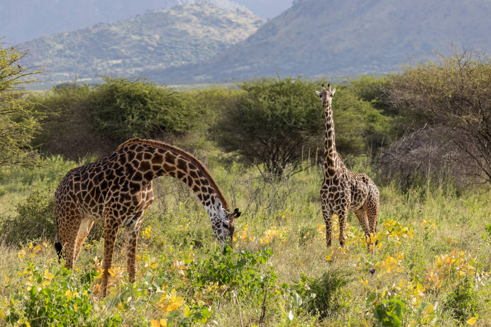 Жираф: 5 секретов гиганта