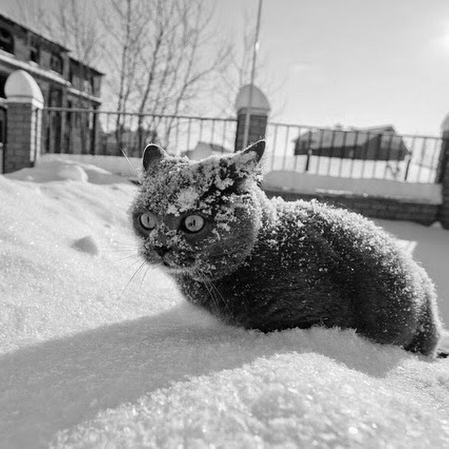 14. Звезда в шоке