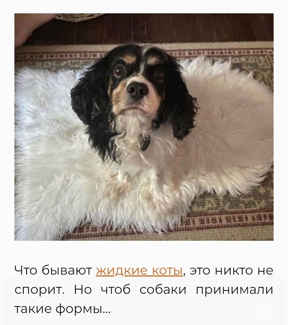 Большая тарелка улыбатора