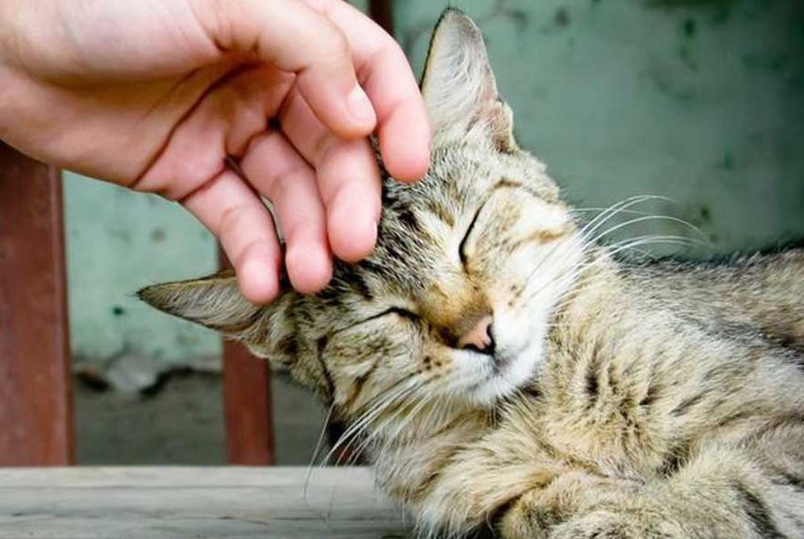 Дистанция вспугивания: когда зверь понимает, что пора делать ноги?