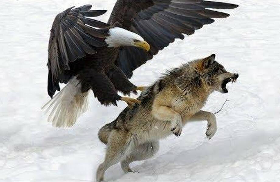 Дистанция вспугивания: когда зверь понимает, что пора делать ноги?