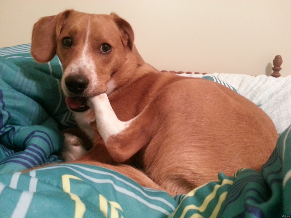 Топ психически нездоровых пород