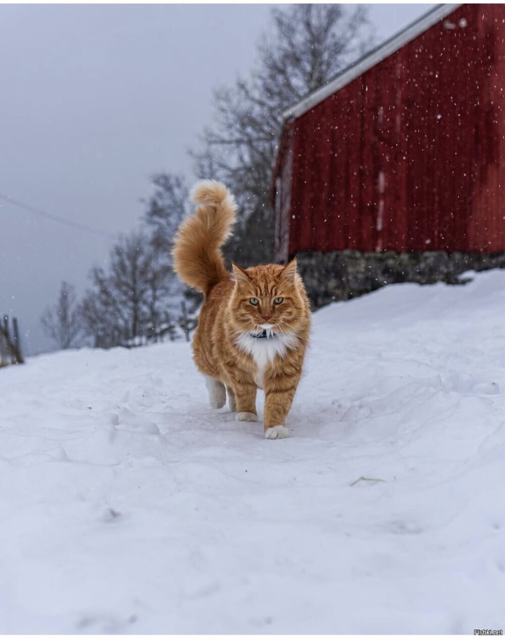 Солянка