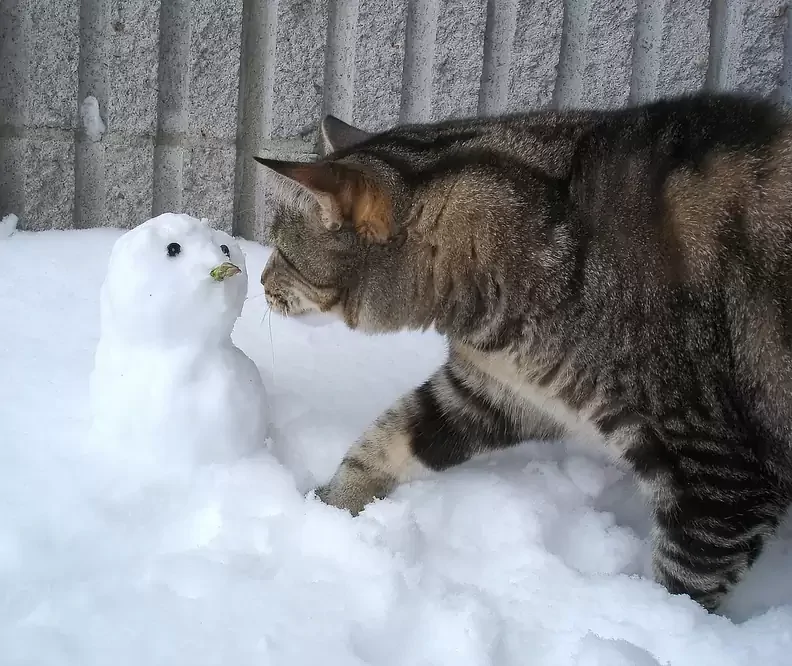 4. Мой новый друг