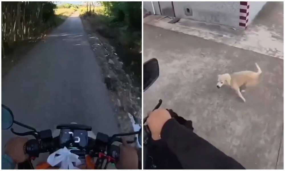 Способ борьбы с бродячими собаками