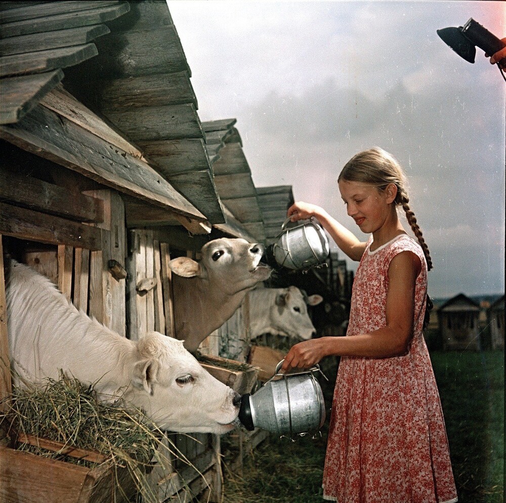 Телячьи ясли в совхозе "Караваево" неподалёку от Костромы.