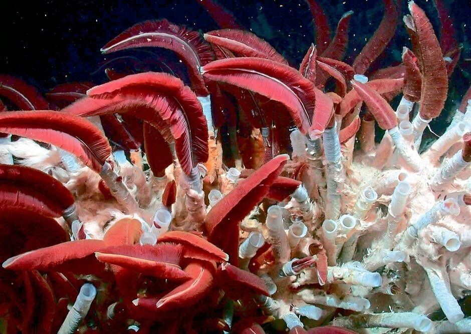 Рифтия: червь, живущий в самых жёстких условиях океана