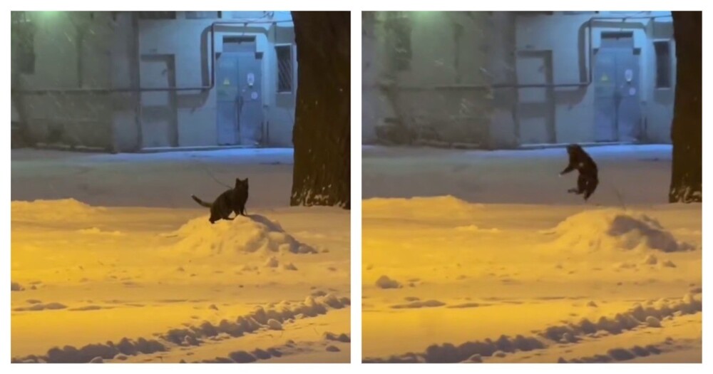 Кошка радуется снегу