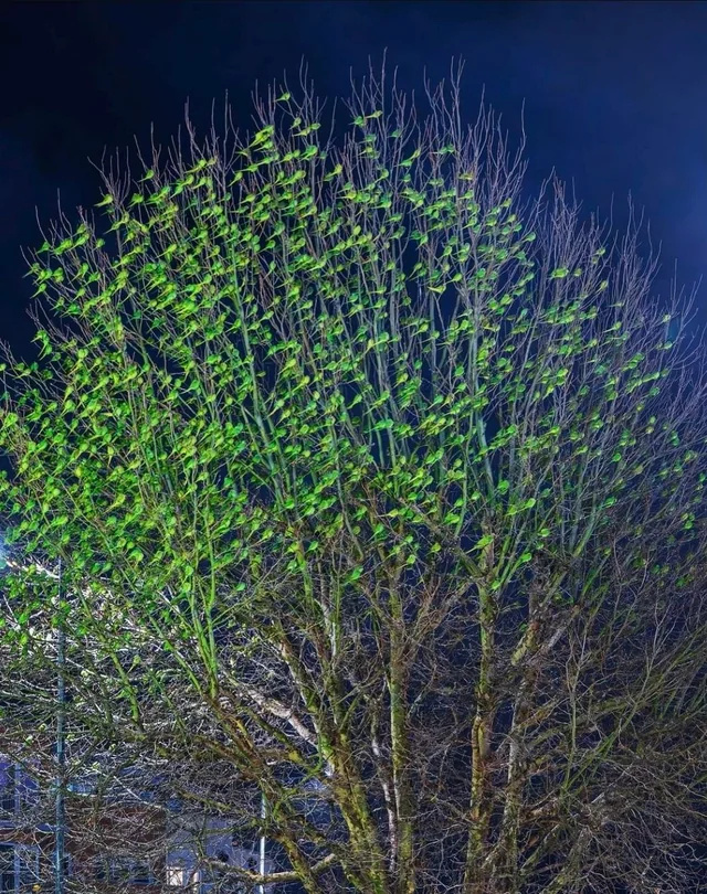 Лондон – город зеленых попугаев