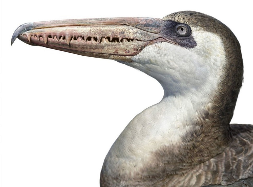Крупнейшая птица в истории Земли