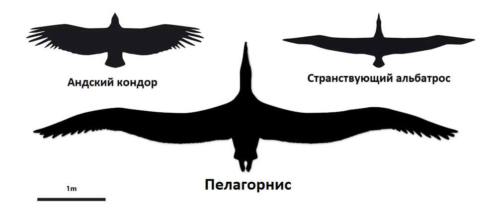 Крупнейшая птица в истории Земли