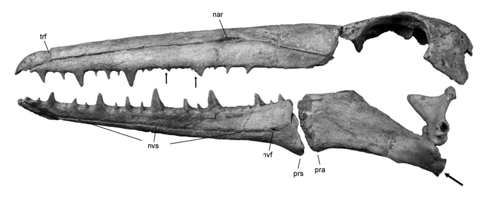 Крупнейшая птица в истории Земли