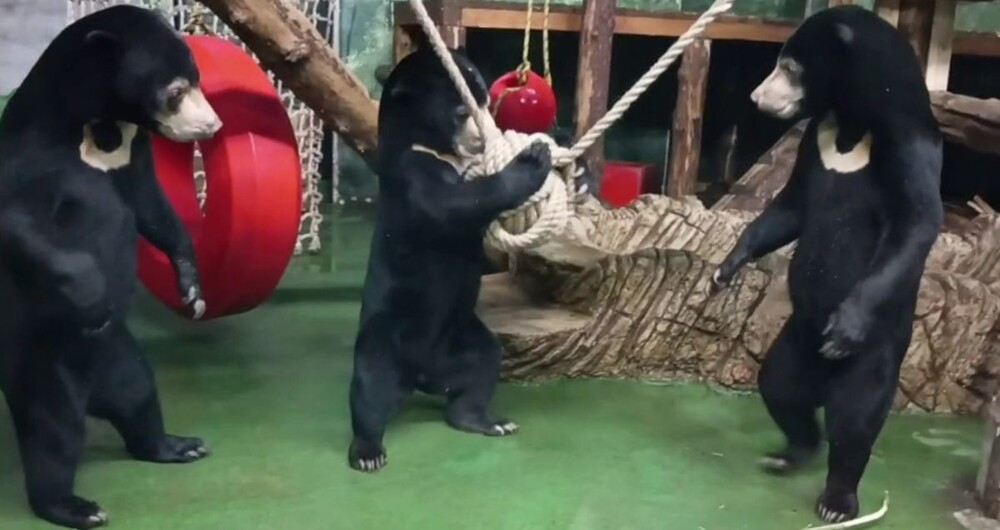Малайские медведи в восторге от новой игрушки