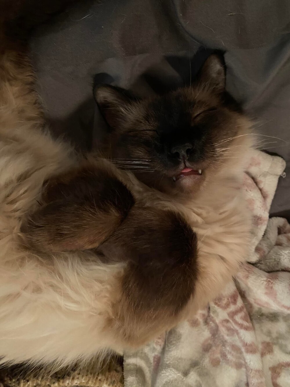 19. Зимние сны