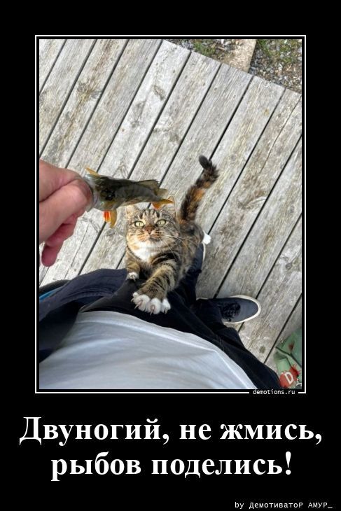 Свежие и прикольные демотиваторы