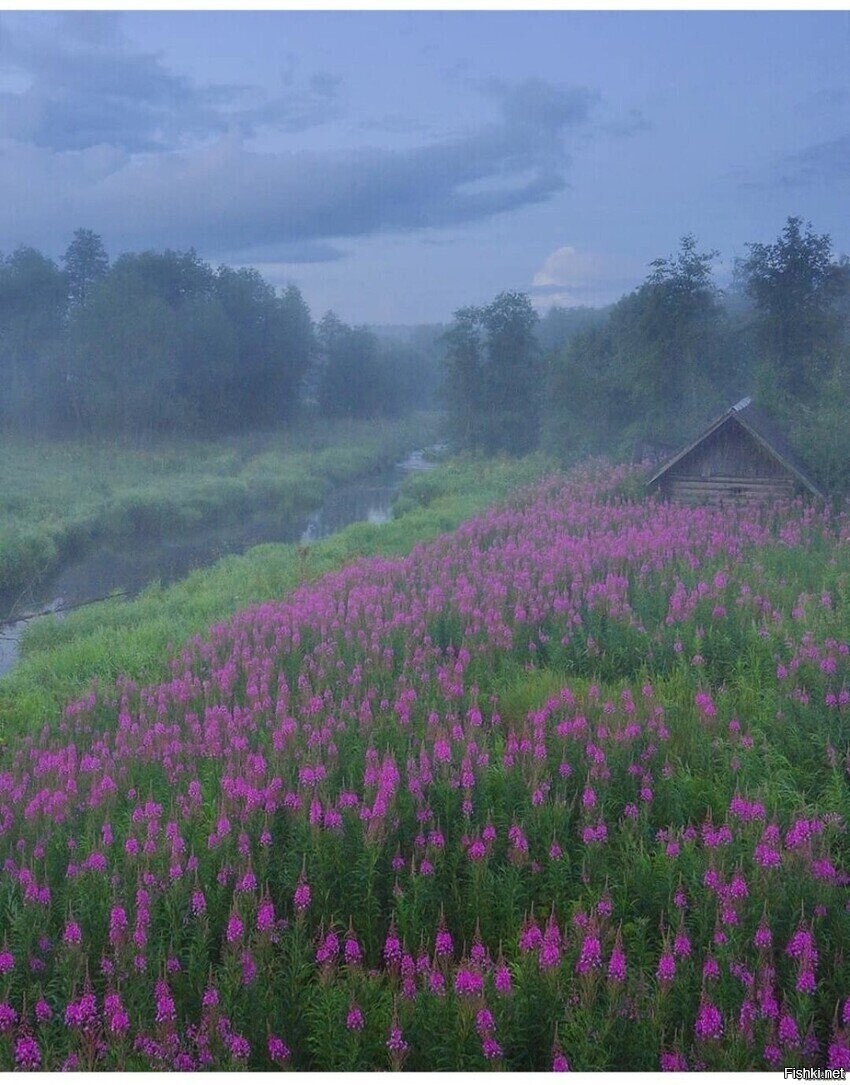 Солянка