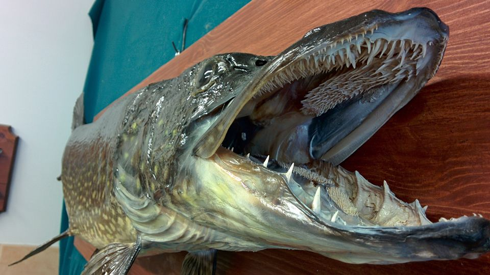 Почему рыбий рот такой инопланетный?